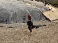 Chickens — Foto 2