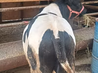 Buqa, Russian Black pied cattle — 5-rasm