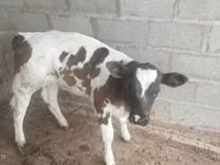 ثور, الماشية — الصورة 7