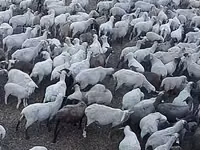Қой, Hampshire sheep — 2-сурет