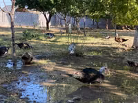 Domestic Muscovy — photo 4