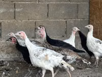 Turkeys — photo 8