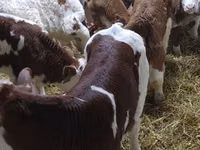 Bulle, Simmental cattle — Foto 4
