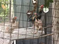 Chickens — Foto 1