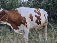 गाय, Simmental cattle — फ़ोटो 4
