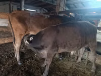 公牛, Swiss cattle — 照片 2
