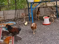 Chickens — Foto 3