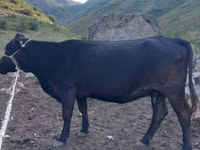 Cow, Cattle — photo 1