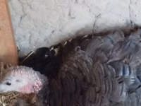 Turkeys — Foto 2