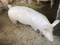 Schweine (Partie, Geschlecht nicht angegeben) — Foto 2