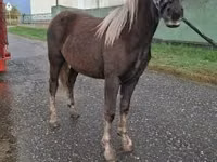 Mare, Horses — photo 4