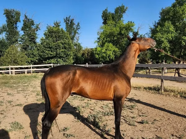 Hengst, Akhal-Teke