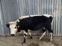 Bulle, Russian Black pied cattle — Foto 1