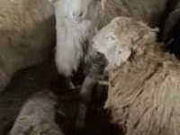 كبش, الأغنام — الصورة 2