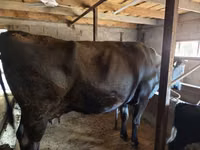 母牛, Russian Black pied cattle — 照片 2