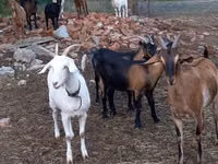 Ziege, Alpine goat — Foto 8