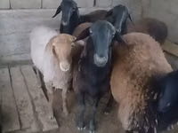 كبش, الأغنام — الصورة 2