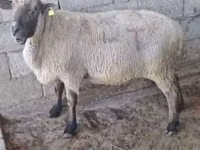 كبش, Hampshire sheep — الصورة 2