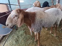 Widder, Arashan sheep — Foto 5