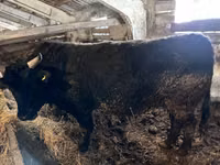 Bull, Simmental cattle — photo 8