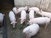 Pigs (batch, sex not specified), Pigs — photo 3