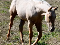 Horse (M), Quarter Horse — photo 8