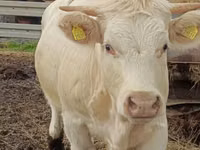 Kuh, Charolais cattle — Foto 1