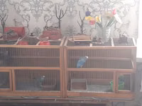 Taxta konstruksiyalı ikili quş qəfəsi - Material: möhkəm taxta — Foto 2