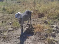 母山羊, Goats — 照片 1