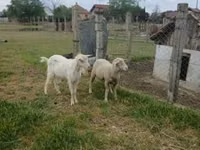 Қошқар, Merino sheep — 3-сурет