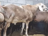 Qoʻchqor, Arashan sheep — 6-rasm