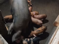 Schweine (Partie, Geschlecht nicht angegeben) — Foto 2