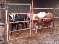 Rinder (Partie, Geschlecht nicht angegeben), Simmental cattle — Foto 2