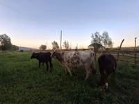 Vaca, Swiss cattle — foto 6