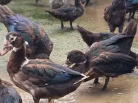 Ducks — 照片 8