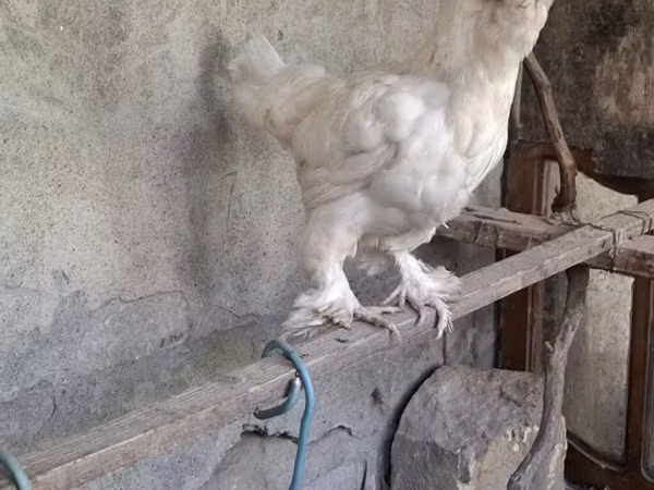 Sultan