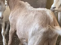 Ziegen (Partie, Geschlecht nicht angegeben), Alpine goat — Foto 3