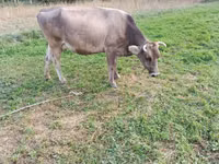 公牛, Cattle — 照片 5