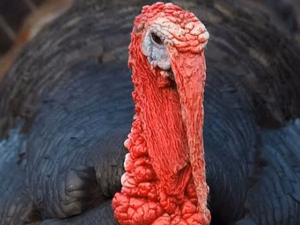 Turkeys — Kirgisistan