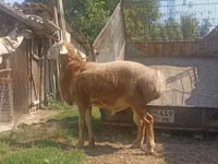 Carnero, Arashan sheep — foto 4
