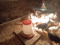 Turkeys — Foto 1