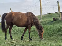 Mare, Azerbaijan horse — photo 1