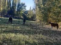 Stute, Pferde — Foto 7