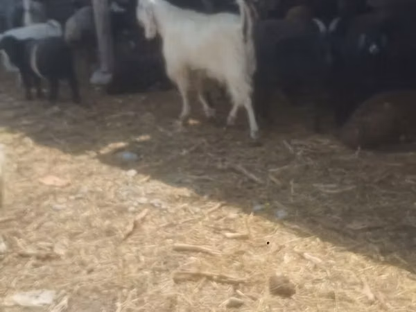 تيس, الماعز — قيرغيزستان