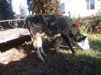 Kuh, Swiss cattle — Foto 3
