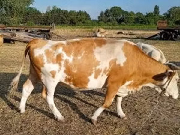 गाय, Simmental cattle