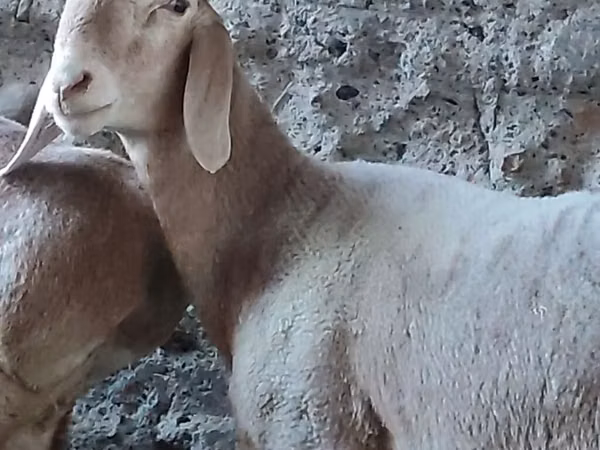 मेढ़ा, Arashan sheep