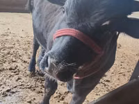 公牛, Simmental cattle — 照片 5