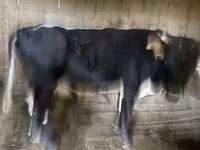 公牛, Russian Black pied cattle — 照片 4
