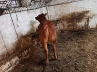 Vaca, Ganado vacuno — foto 2